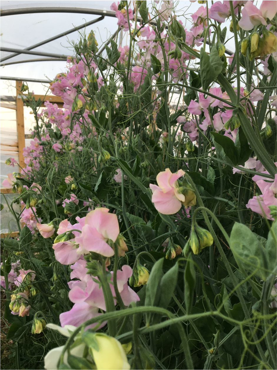 Sweet peas growing in the polytunnel at Pembridge Farm