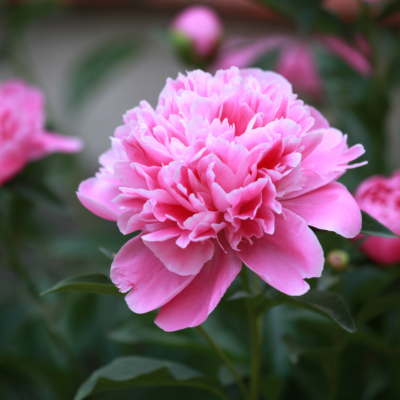 A pink peony glows in the late summer cut flower patch.